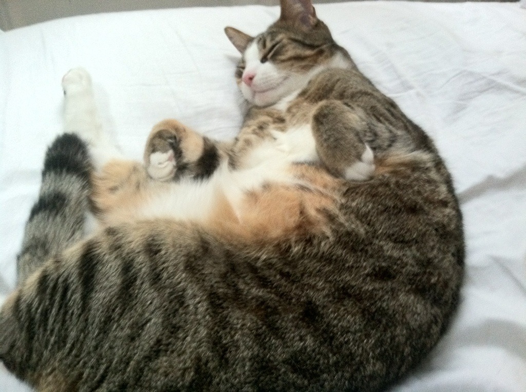 红牛风暴席卷东欧！格鲁吉亚天才克瓦拉茨赫利亚单骑撕裂波兰防线