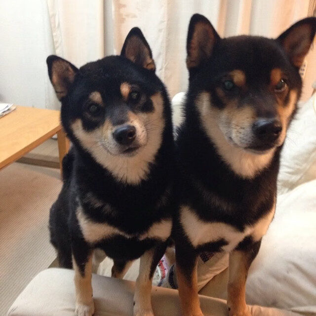 南美风暴席卷斯坦福桥—智利闪电战击溃蓝军，阿尔瓦雷斯一剑封喉成绝对关键