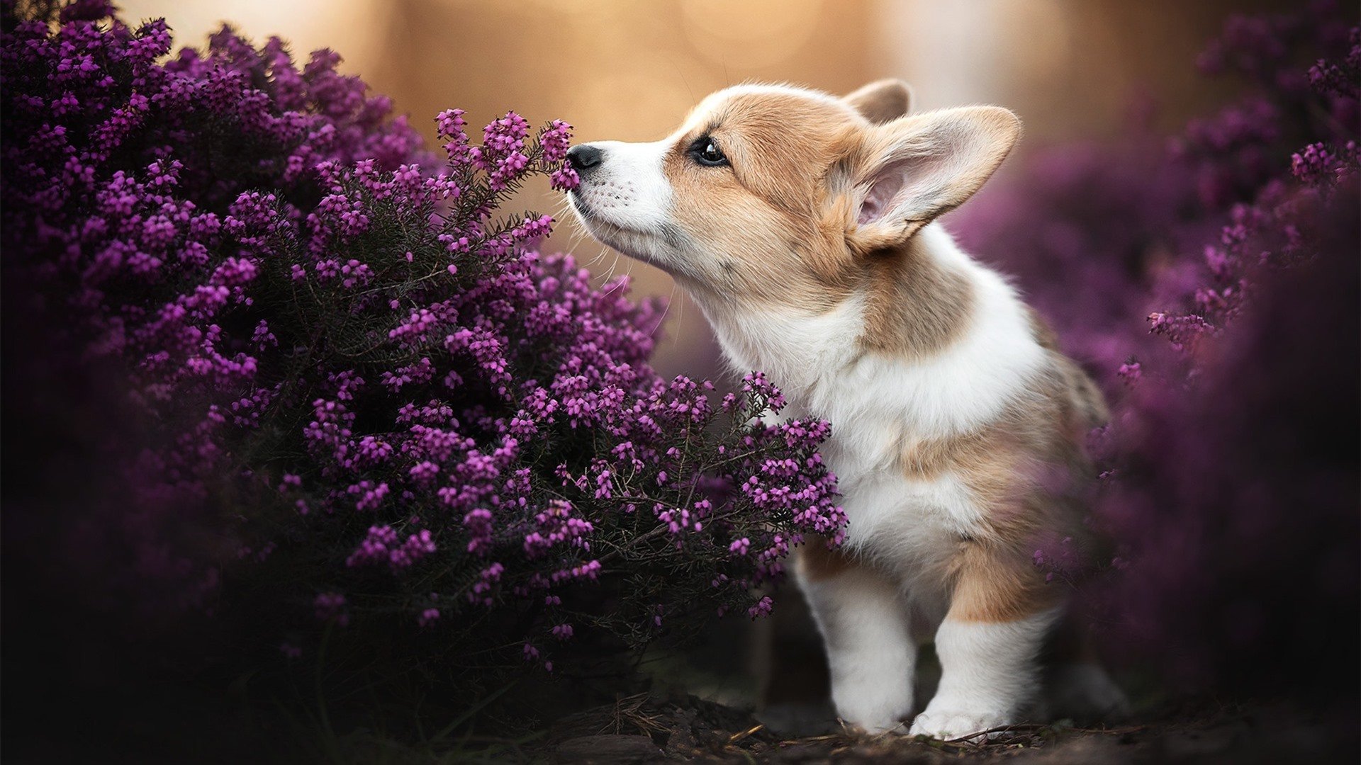 金丝雀压碎迦太基之鹰，孔德的双重奏与喀麦隆新秩序的诞生