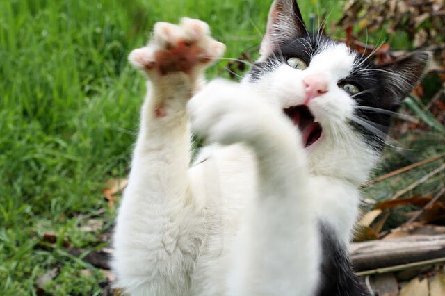 希腊神话再度降临，无名球队在欧冠淘汰赛焦点战中，如何以不可能掀翻曼城巨舰？